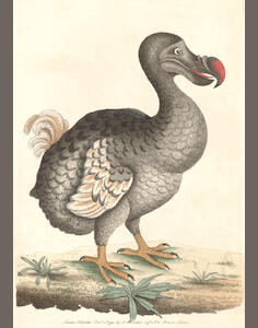 auction catalogue image