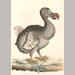 auction catalogue image