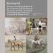 auction catalogue image
