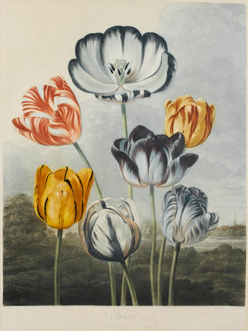 Bonhams : Publisher: Dr Robert Thornton Tulips from Temple of Flora ...