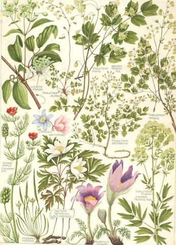 Bonhams : William Keble Martin (1877-1969) Two botanical studies from ...