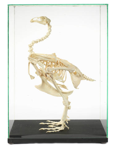 Bonhams : A articulated skeleton of a Cockerel 16x9.5x23ins.(41x24x59cm)
