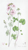 Thumbnail of CURTIS (WILLIAM) Flora Londinensis; or, Plates and Descriptions of Such Plants as Grow Wild in the Environs of London, 2 vol. bound in 3, Printed for and Sold by the Author, 1777 image 1
