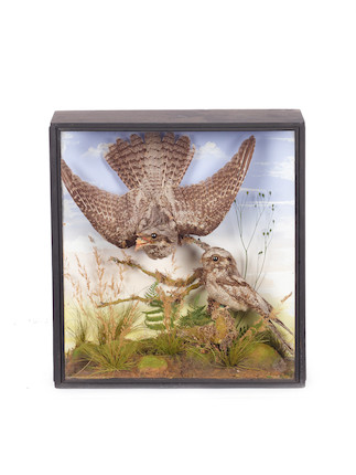 Bonhams : Two bird displays of Eurasian nightjars and New Zealand