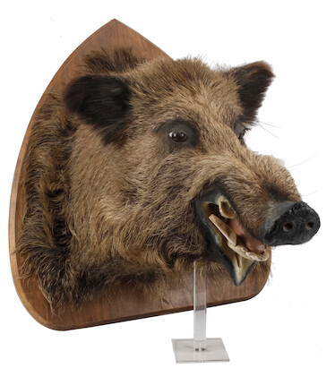Bonhams : A wall mounted boars head