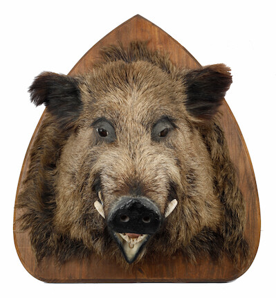 Bonhams : A wall mounted boars head