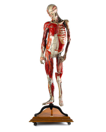 Anatomy model -  France