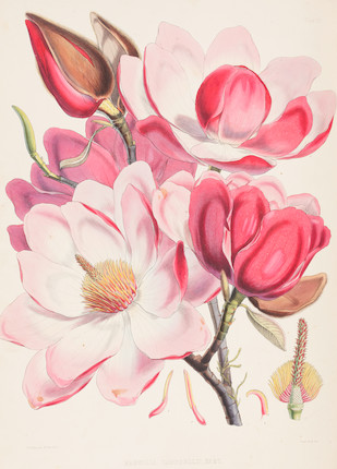 Bonhams : HOOKER (JOSEPH DALTON) Illustrations of Himalayan Plants ...