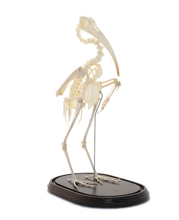 Bonhams : The skeleton of a Sacred Ibis (Threskiornis aethiopicus),