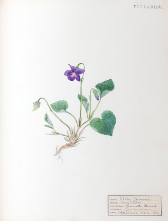 Bonhams : BOTANICAL WATERCOLOURS Album of 128 botanical watercolours by ...