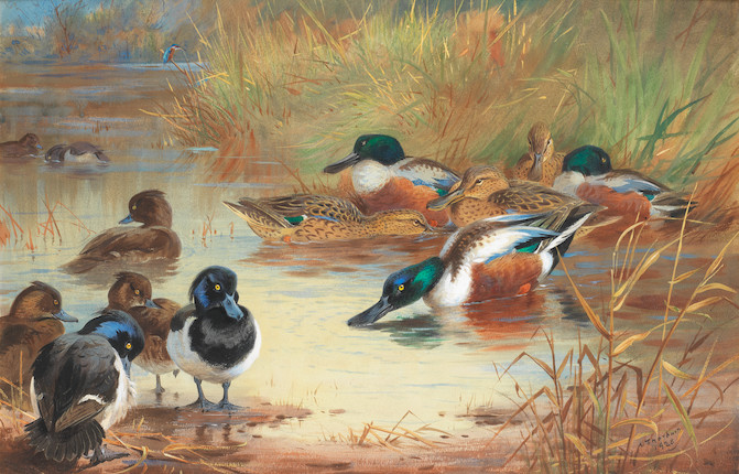 Bonhams : Archibald Thorburn (British, 1860-1935) Shoveler and Tufted ...