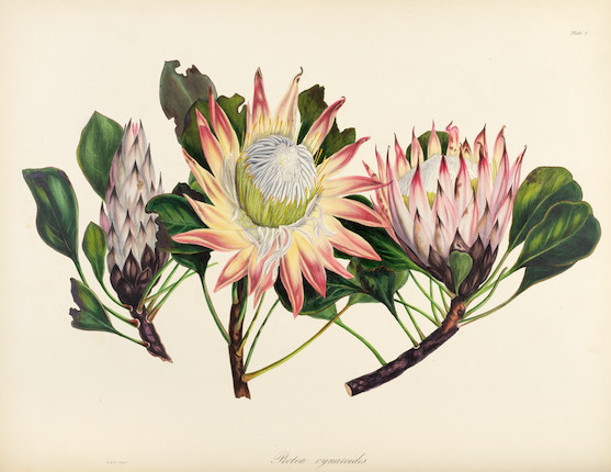 Bonhams : ROUPELL (ARABELLA) Specimens of the Flora of South Africa by ...