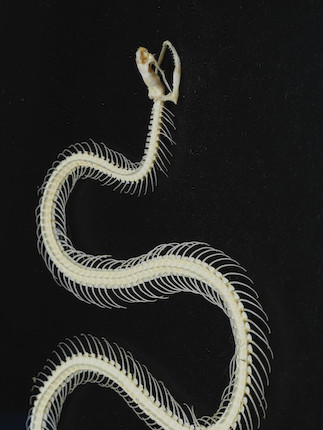 Bonhams : Squelette de serpent aquatique encadré Water snake skeleton ...