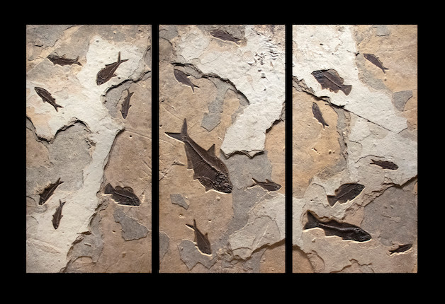 Bonhams Cornette de Saint Cyr : Grand triptyque présentant des poissons  fossiles Large Triptych Fossil Fish Mural