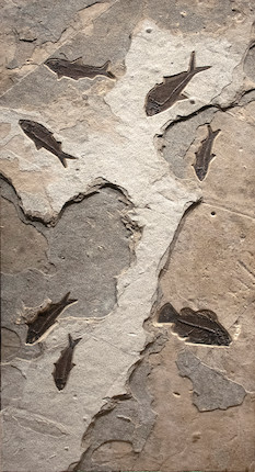 Bonhams Cornette de Saint Cyr : Grand triptyque présentant des poissons  fossiles Large Triptych Fossil Fish Mural