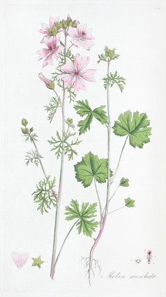 CURTIS (WILLIAM) Flora Londinensis; or, Plates and Descriptions of Such Plants as Grow Wild in the Environs of London, 2 vol. bound in 3, Printed for and Sold by the Author, 1777 image 1