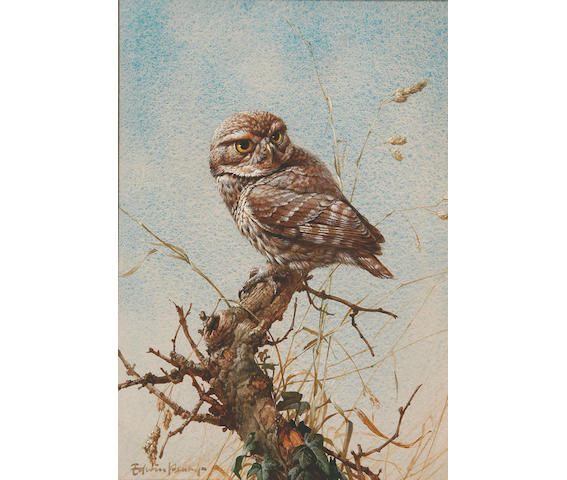 Edwin Penny (British, b.1930) Tawny Owl, 36 x 25 cm.
