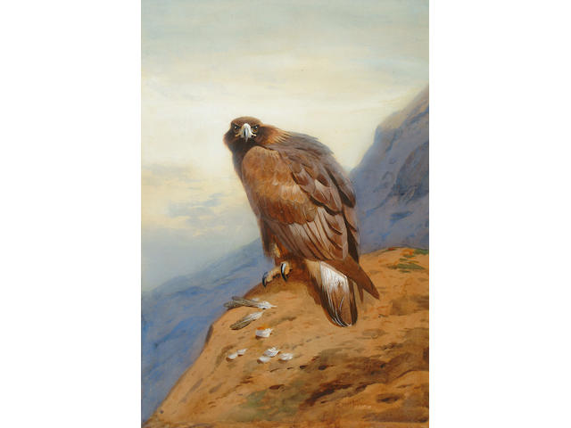 Archibald Thorburn (British, 1860-1935) Golden Eagle 54 x 37 cm.
