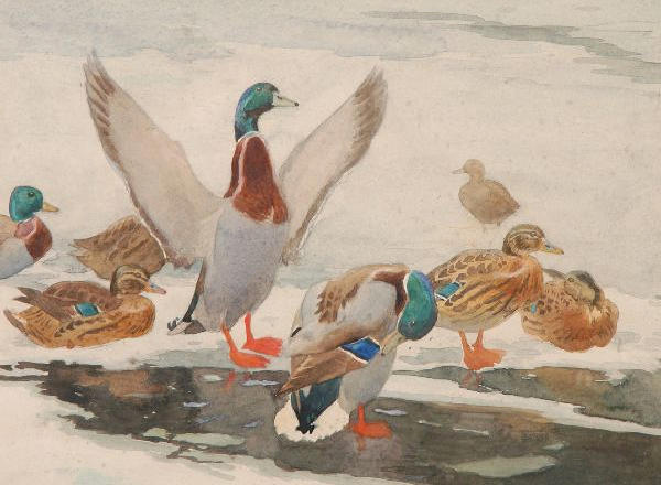 Winifred Marie Louise Austen, R.E., R.I., S.W.A.(1876-1964) Mallard at the water's edgeWatercolour,