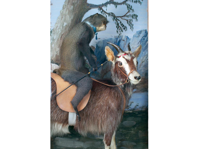The Walter Potter "Monkey Riding the Goat" Display, English, late 19th century