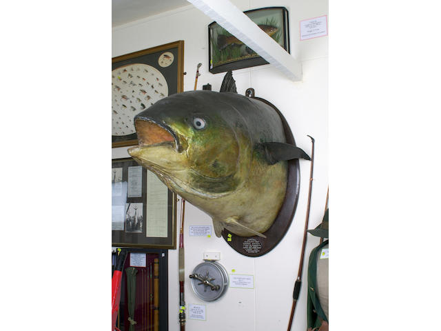 A Rare Tunny Head,