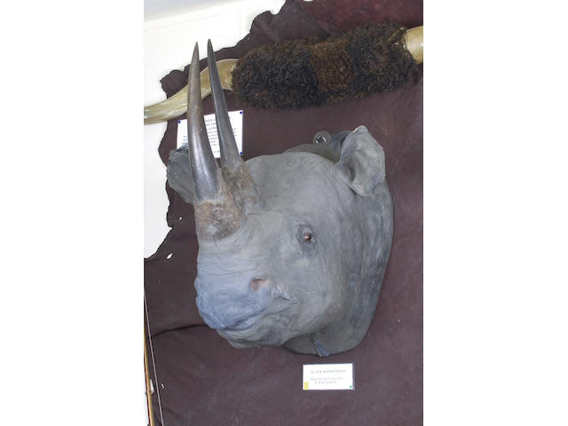 A  Rare Mounted Head of a Black Rhinocerous, early 20th century,