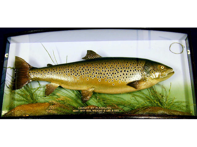 A Brown Trout set in a fine bow front case, mounted by Hardy Brothers,