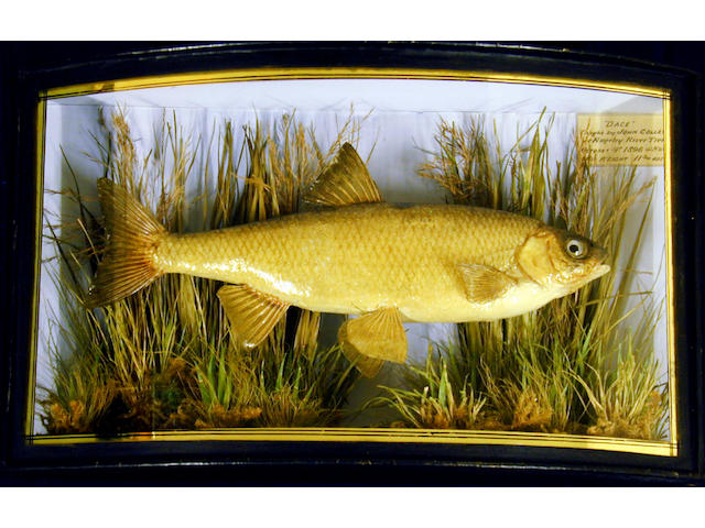 A Dace set in a gilt lined bow front case,