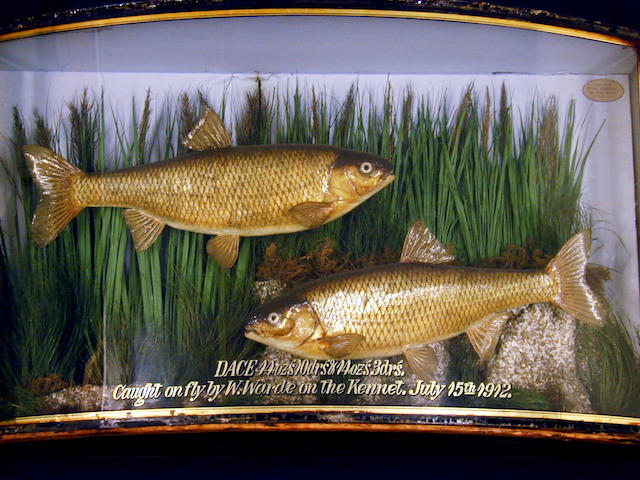 A pair of Dace set in a gilt lined bow front case,