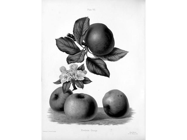 GRAVES (HENRY BULL) and ROBERT HOGG The Herefordshire Pomona, Containing Original Figures and Esteemed Kinds of Apples and Pears, 2 vol.
