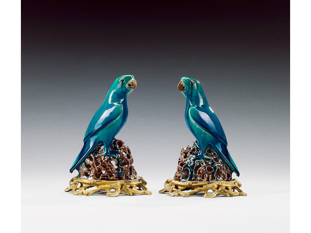A pair of turquoise parrots,