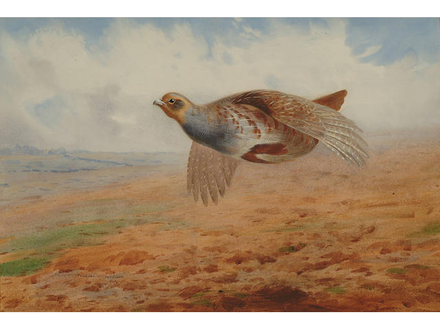 Archibald Thorburn (British, 1860-1935) Grey partridge in flight, 36.5 x 54 cm (14 1/4 x 21 1/4 in)