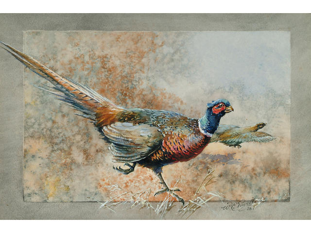 William E. Powell (British, 1878-1955), A cock pheasant, 18.3 x 27.3cm.