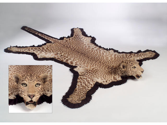 An early 20th Century Leopard Skin,