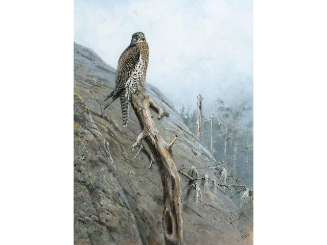 George Edward Lodge (British, 1860-1954) Gyr Falcon, 57 x 43 cm (22 1/2 x 17 in)