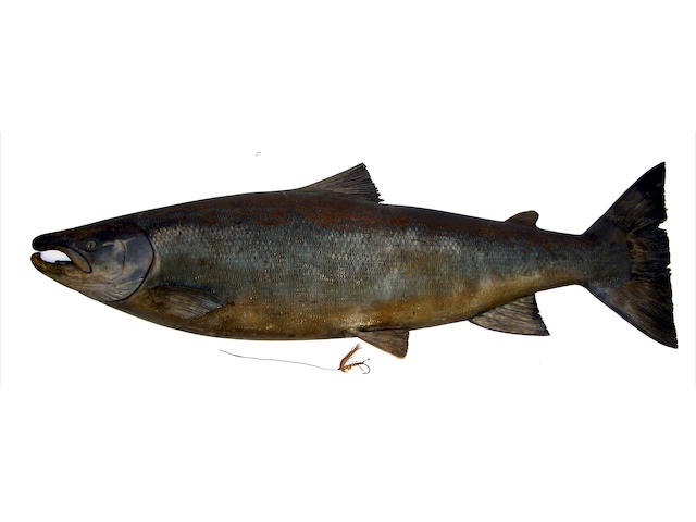 A finely carved and painted half block salmon
