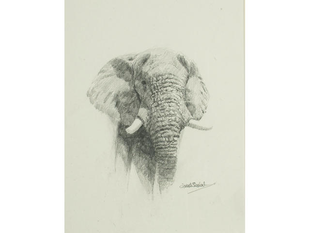 David Shepherd (British, b.1931) Elephant Study 27.5 x 21.5cm (10 3/4 x 8 1/2in)
