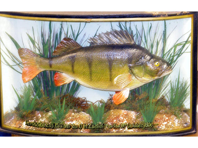 A Perch mounted in a gold lined bow front case
