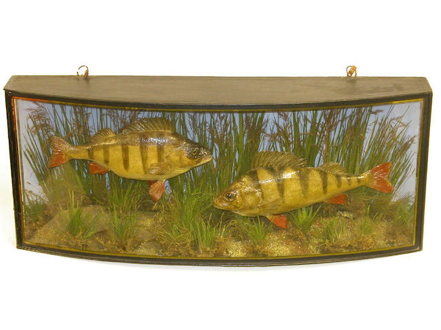 Two Perch mounted in a gilt lined bow front case