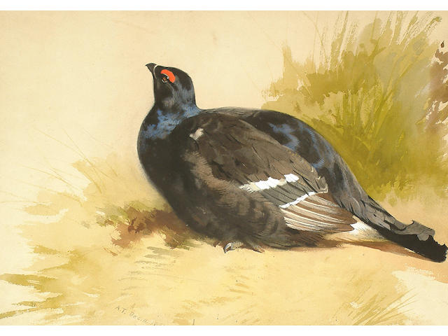 Archibald Thorburn (British, 1860-1935) Black Grouse.