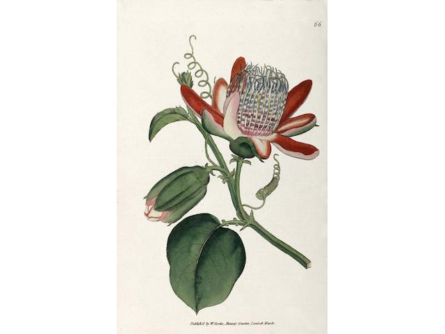 CURTIS (WILLIAM) The Botanical Magazine; or, Flower-garden Displayed, vol. 1-6 bound in 3