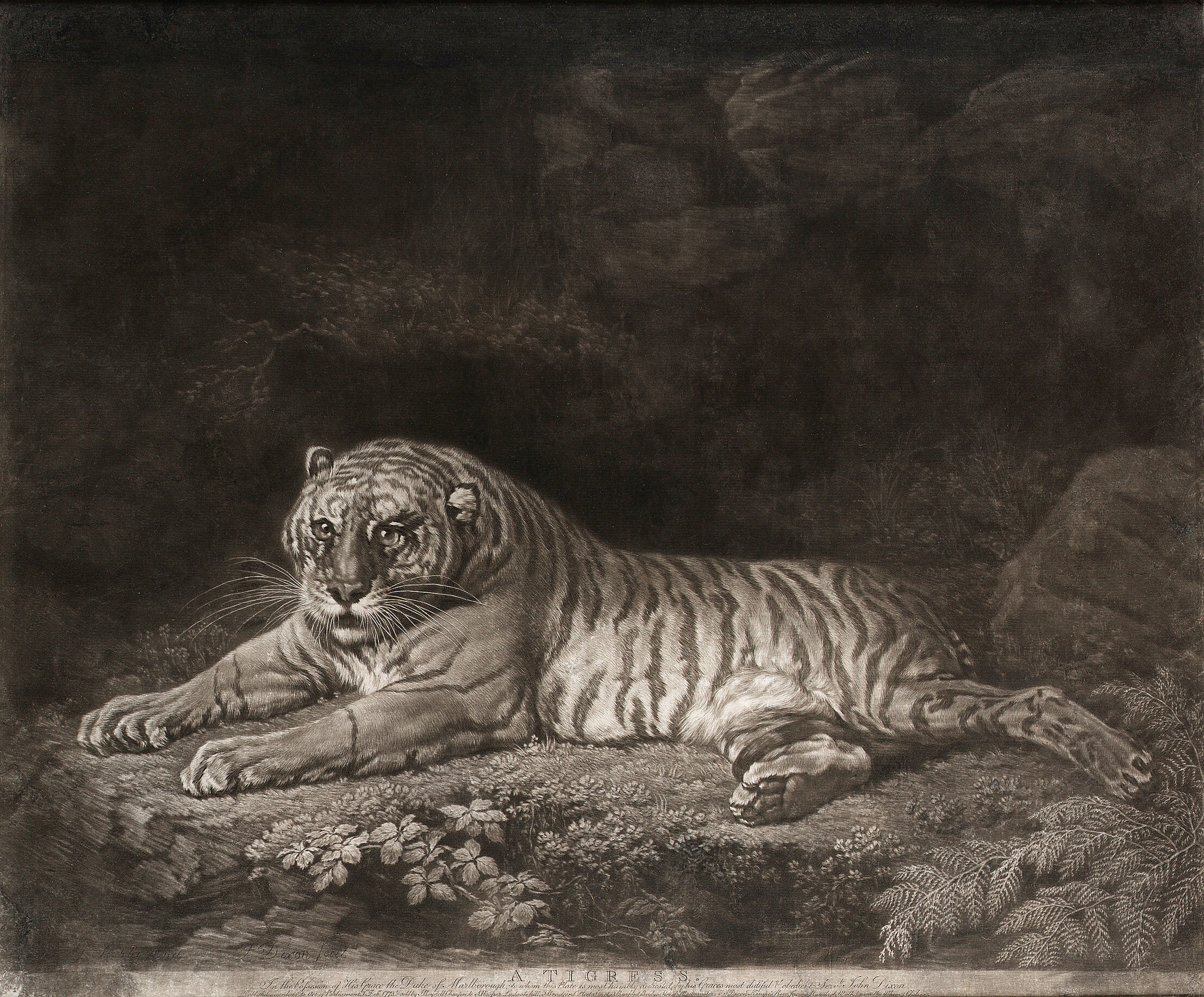 A Tigress