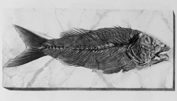 Forschungen Zu Fossilen Fischen Pl073 Louis Agassiz main image 1