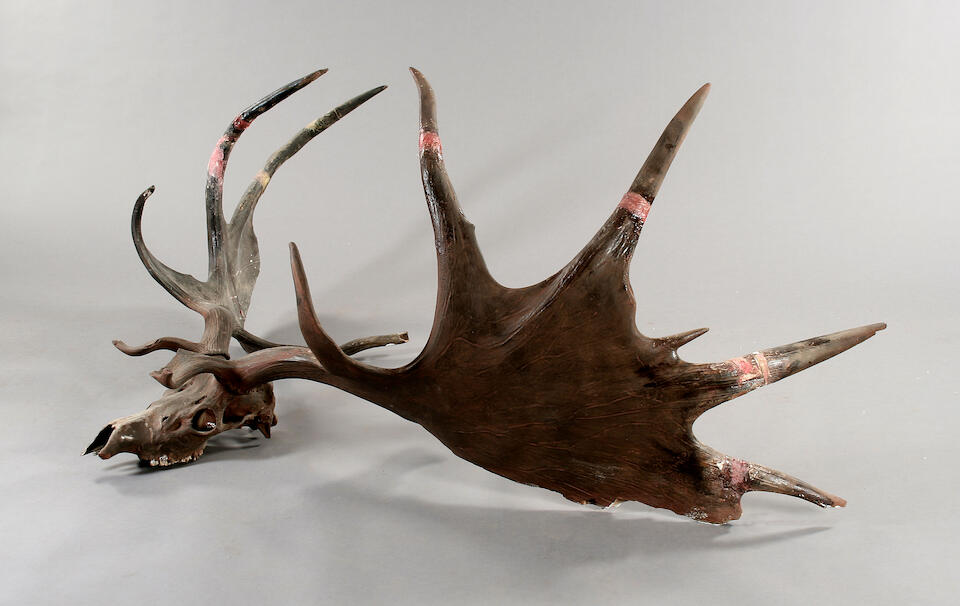 Bonhams A massive set of 'Irish Elk' or Great Deer antlers