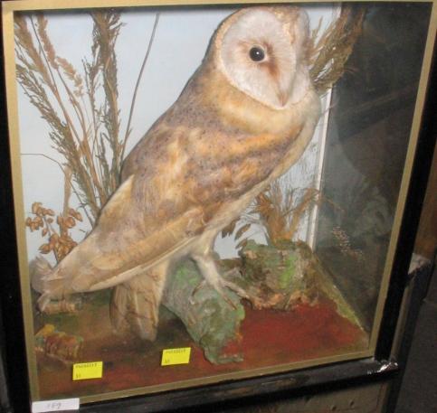 A barn owl, 1920’s,