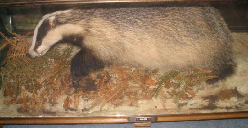 A badger, modern,