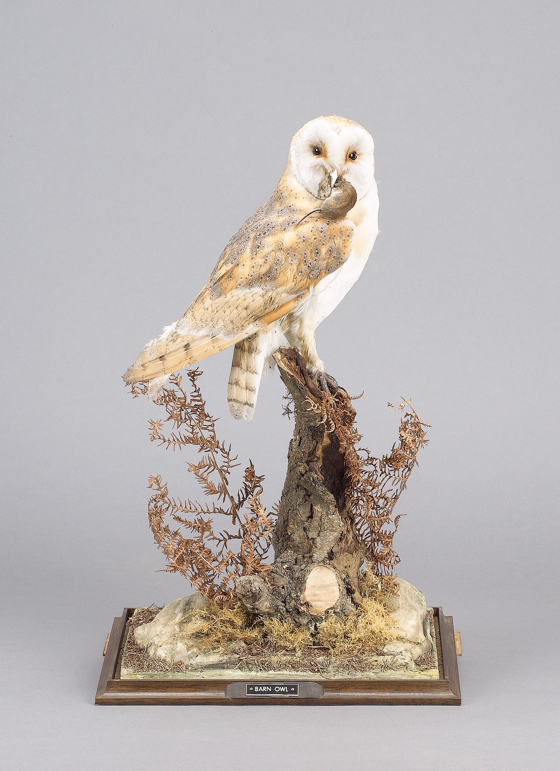 A barn owl, modern,