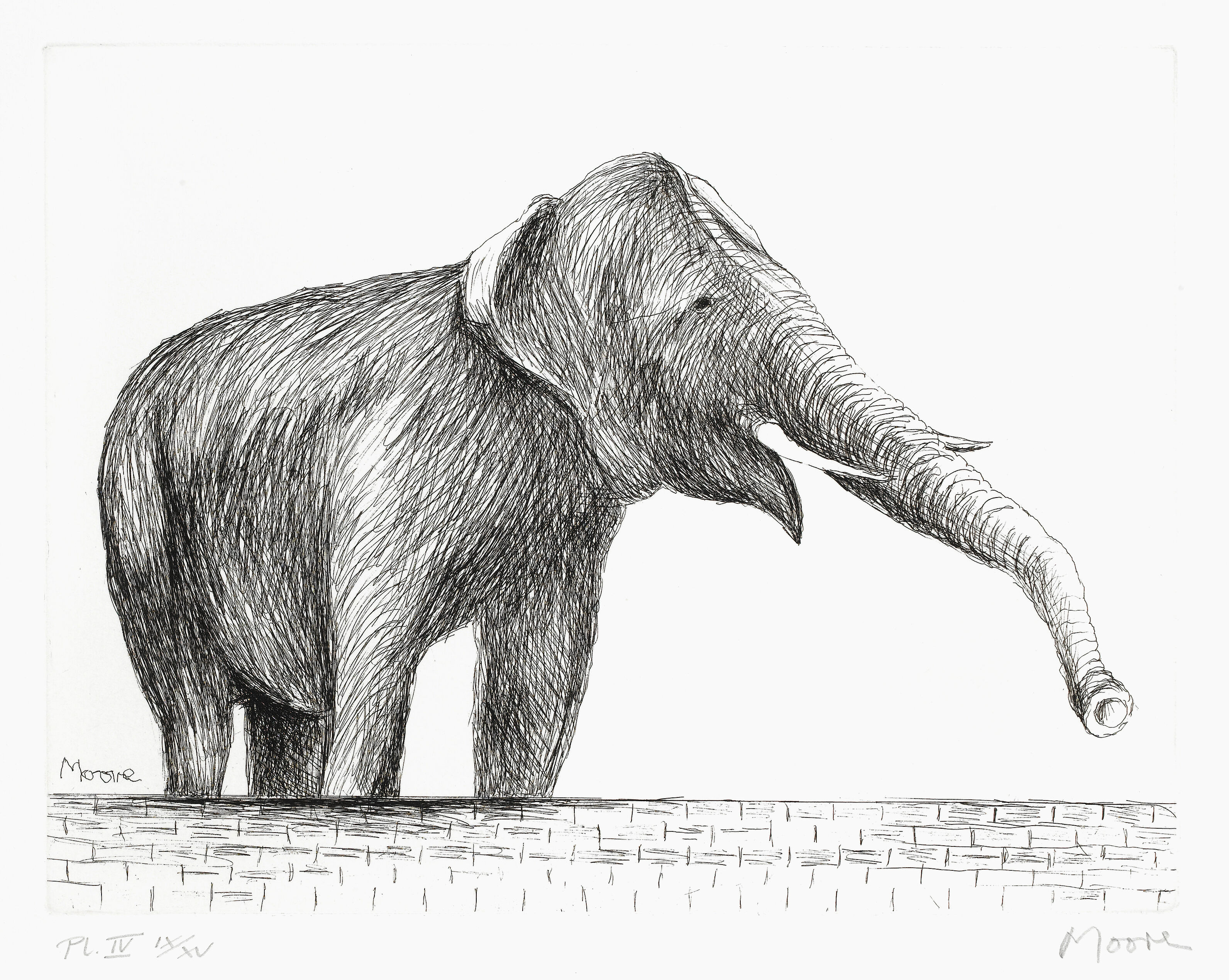 Elephant