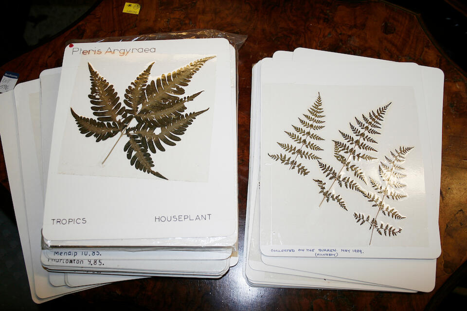 Bonhams MOORE (THOMAS) British Ferns and their Allies, 1863HIBBERD (S.) The Fern Garden