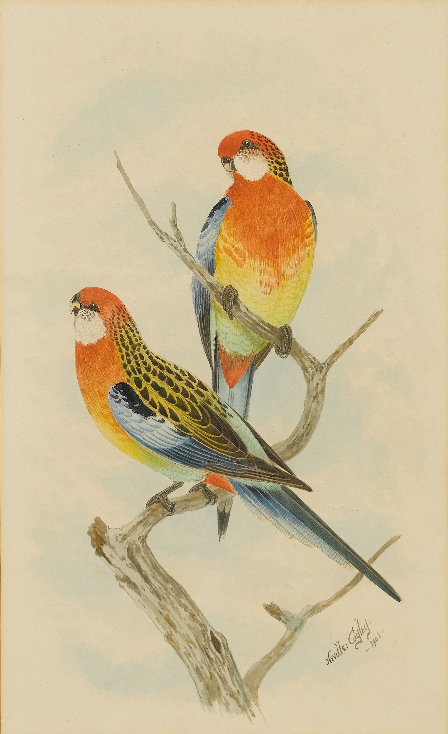 Neville Henry Peniston Cayley lots in our price database LotSearch